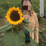 Sunflower6985